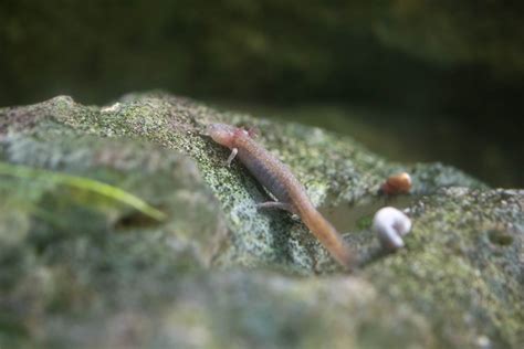 Barton Springs Salamander- (Eurycea sosorum) - ZooChat