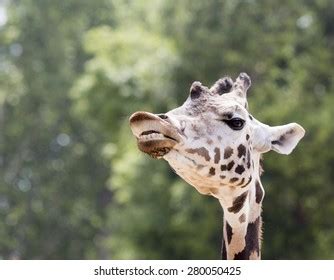 Giraffe Showing Teeth Stock Photo 280050425 | Shutterstock