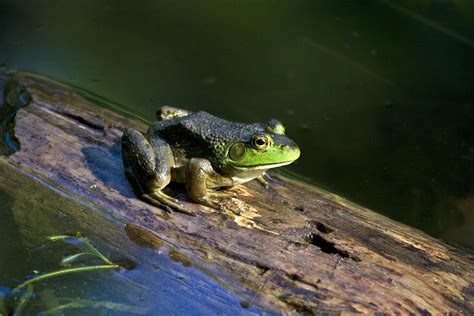 Frog On A Log Photograph by Christina Rollo