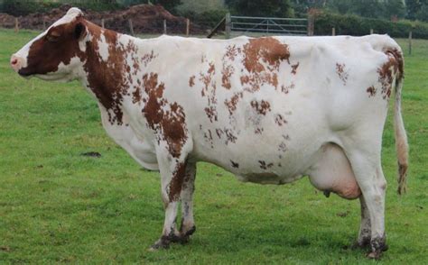 Ayrshire Cattle Info, Size, Lifespan, Uses, and Pictures