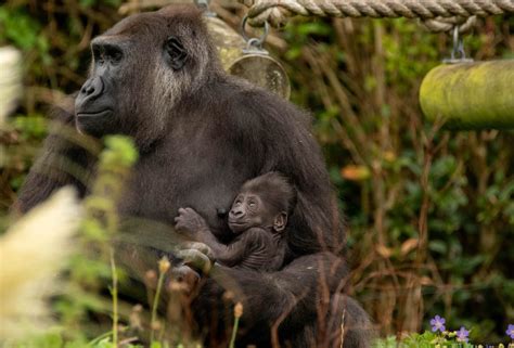 New baby for Bristol Zoo gorilla family | Discover Animals