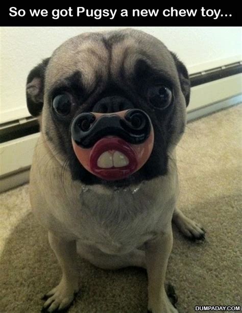 funny pug dogs - Dump A Day