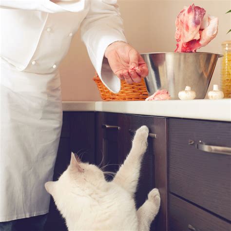 Cat Gourmet Wet Cat Food Ingredients