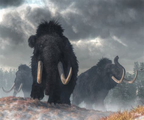 Finding The Cause of Mammoth Extinction | The Scientist Magazine®