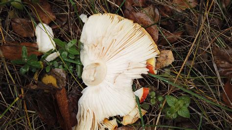 Amanita muscaria: The Ultimate Mushroom Guide