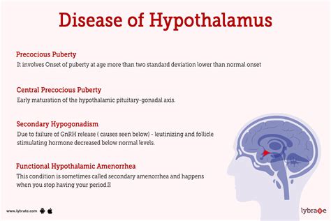 Hypothalamus Function And Location