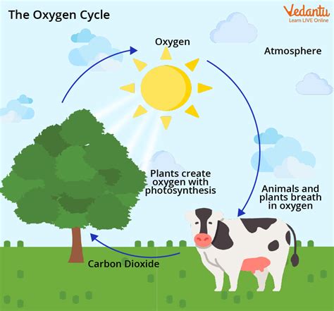 Simple Images Of Carbon Cycle Diagram - Infoupdate.org