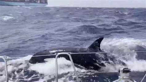 Watch: Killer whale attack caught on camera near Morocco