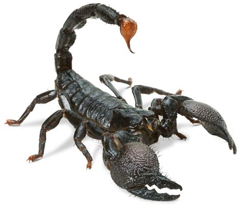 Scorpion Facts | Scorpion Information | DK Find Out