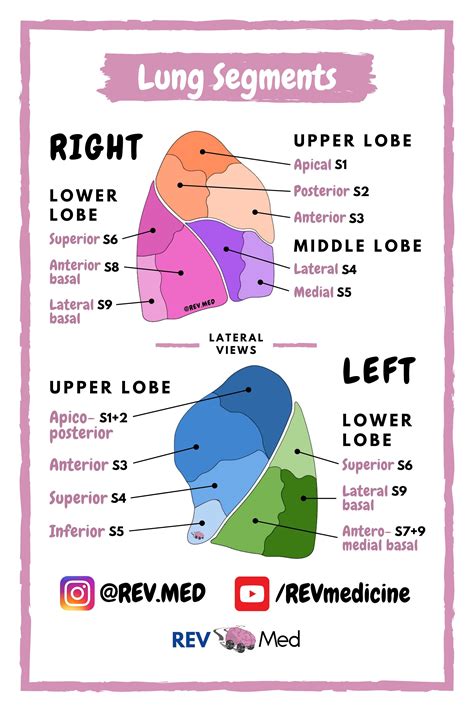 Lung Segments | REV MED Human Anatomy Diagrams for Reference | Medical ...