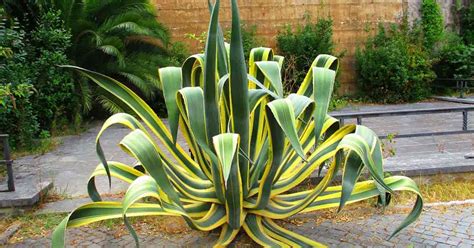 Century Plant Care: Growing The Agave Americana