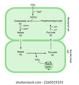 Cycle C4 Photosynthesis Illustration Students Stock Vector (Royalty ...