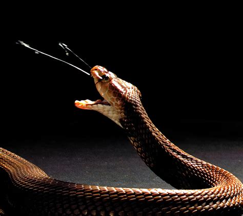 Spitting cobra venoms evolved to cause extreme pain - Institute for ...