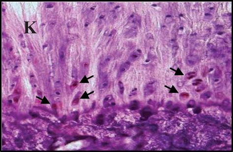 Human/Mouse Active Caspase-3 Antibody (AF835) by R&D Systems, Part of ...