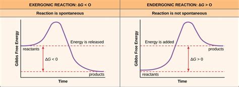 Differentiate between exergonic and endergonic reactions.