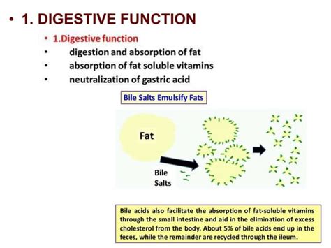 Physiology properties of bile, composition of bile, functions of bile ...