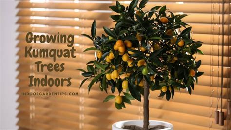 Growing Kumquat Trees Indoors - Indoor Garden Tips