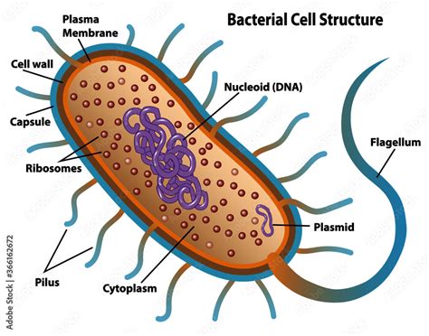 Bacterial cell structures labeled on a bacillus cell with nucleoid DNA ...