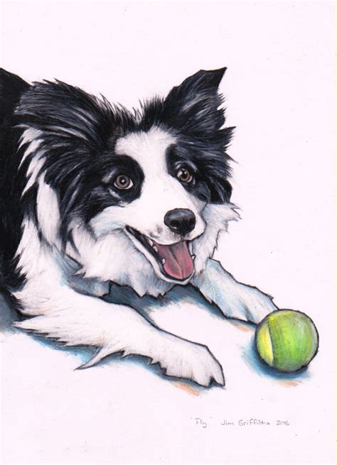 Pencil Drawing Border Collie - Border Collie Dog. Pencil by FrozenPinky ...