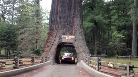 Giant Redwood Trees