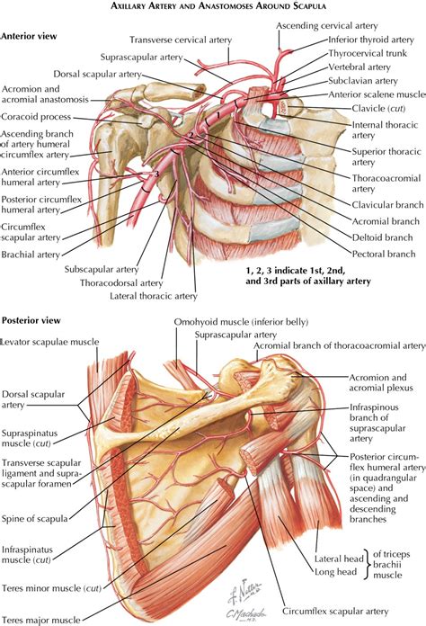 Rotator Cuff Anatomy Diagram