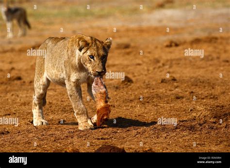 Sociable animals hi-res stock photography and images - Alamy