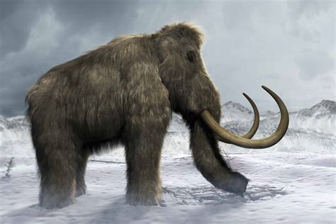 10 Facts About the Wild Woolly Mammoth