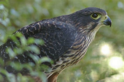 New Zealand falcon (Falco novaeseelandiae) - ZooChat