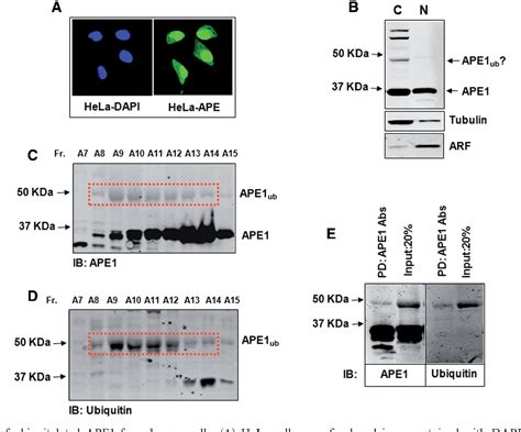 DNA repair protein | Semantic Scholar