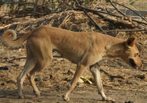 Indian Pariah Dog - India's Most Ancient Dog (BREED GUIDE)