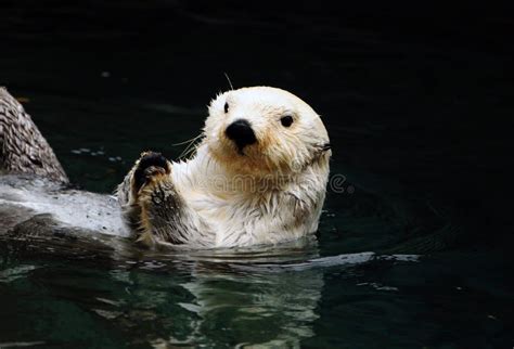 White otter stock image. Image of funny, eating, animal - 11883467