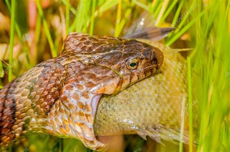 Wasserschlange frisst Beute - Stockfotografie: lizenzfreie Fotos ...