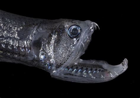 Dragonfish