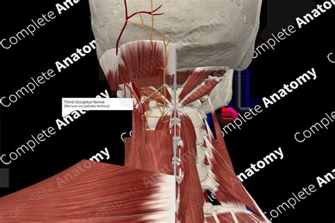 Third Occipital Nerve | Complete Anatomy