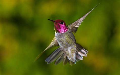 Colibri Full HD Fond d'écran and Arrière-Plan | 2560x1600 | ID:283308