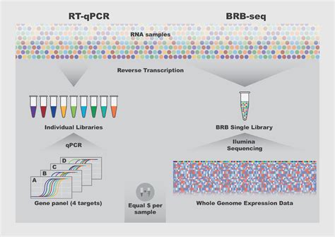 BRB-seq – the quick and cheaper future of RNA sequencing | RNA-Seq Blog