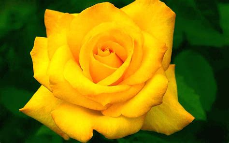 Top 30 Beautiful Yellow Flowers Names List With Pictures