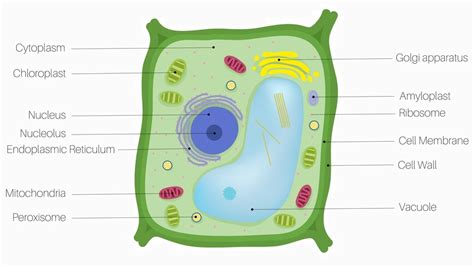 [DIAGRAM] Typical Plant Cell Diagram Labeled - MYDIAGRAM.ONLINE