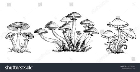 240,134 Mushroom Vector Images, Stock Photos & Vectors | Shutterstock