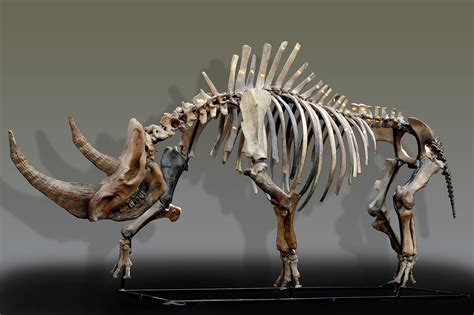 Russian woolly rhinoceros skeleton (Coelodonta antiquitatis) photos ...