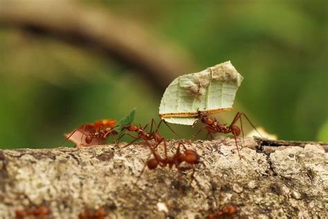 The Largest Ant Colony on Earth - A-Z Animals