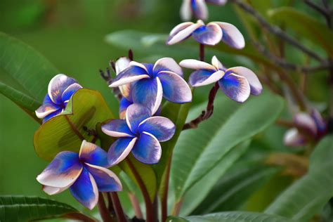 Buying Blue Plumeria? Read This First