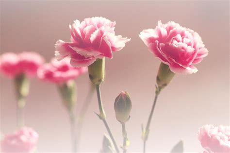 Pink Carnation Wallpapers - Wallpaper Cave