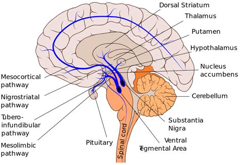 Corpus Striatum | Functions, Location, Structure, Disease & Summary