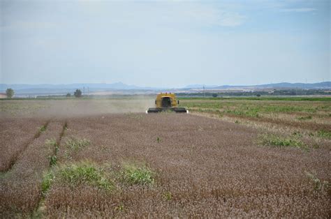 Harvesting opium poppy