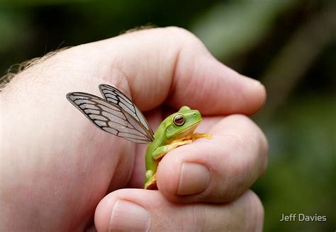 "A rare and endangered species" by Jeff Davies | Redbubble