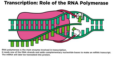 RNA Polymerase — Overview & Role in Transcription - Expii