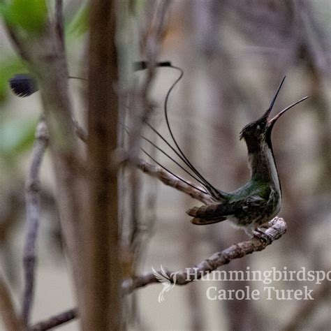 Marvelous Spatuletail | Hummingbird Facts Information | Hummingbird ...