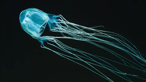 Deadly Box Jellyfish Sighting In Sentosa, Public Advised Not To Swim In ...