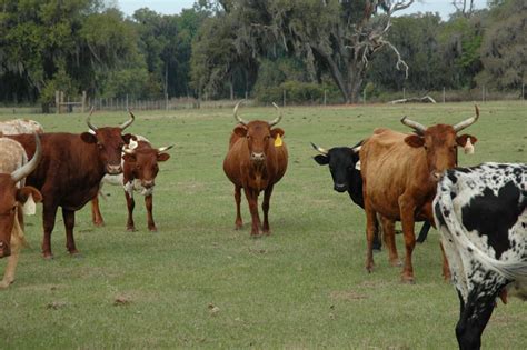 Cracker Cattle Photos